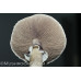 AA Plus Albino Cubensis Spore PRINT