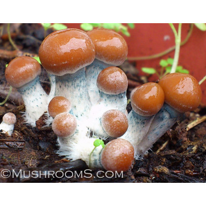 Psilocybe Allenii Spore PRINT