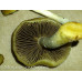 Psilocybe Allenii Spore PRINT