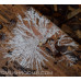 Psilocybe Allenii Spore PRINT