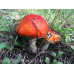 Amanita Muscaria Spore Print