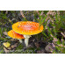 Amanita Muscaria Spore Print