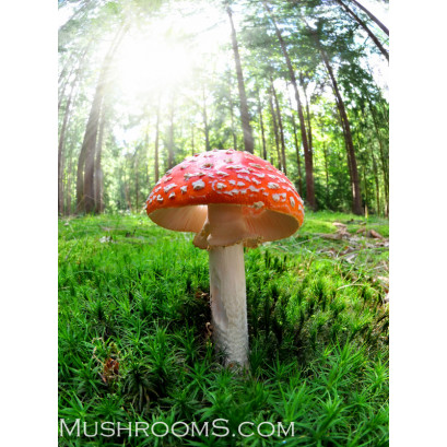 Amanita Muscaria Spore Print