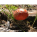 Amanita Muscaria Spore Print