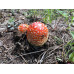 Amanita Muscaria Spore Print