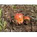 Amanita Muscaria Spore Print