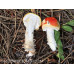 Amanita Muscaria Spore Print