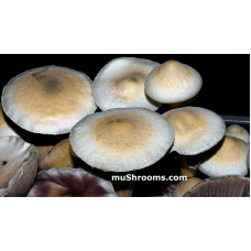 Albino Penis Envy Reverted Cubensis Spore PRINT