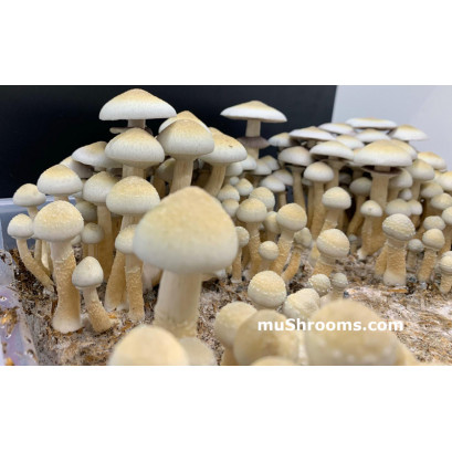 Albino Penis Envy Reverted Cubensis Spore Syringe