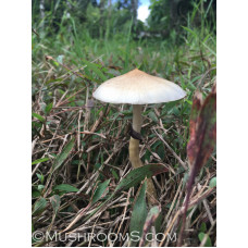 Arenal Volcano Cubensis Spore PRINT