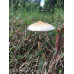 Arenal Volcano Cubensis Spore Syringe