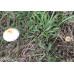 Arenal Volcano Cubensis Spore Syringe