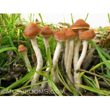 Psilocybe Azurescens Spore Syringe