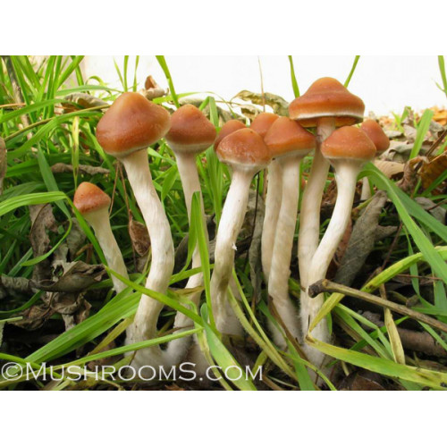 Subay Başvuru sahibi kısıtlamak  Psilocybe Azurescens Mushrooms Spore Syringes