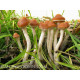 Exotic Psilocybe Spore Prints Exotic Psilocybe Spore Prints