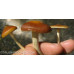 Psilocybe Azurescens Spore Syringe