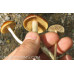 Psilocybe Azurescens Spore Syringe