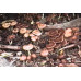 Psilocybe Azurescens Spore Syringe