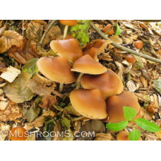 Psilocybe Azurescens Spore PRINT