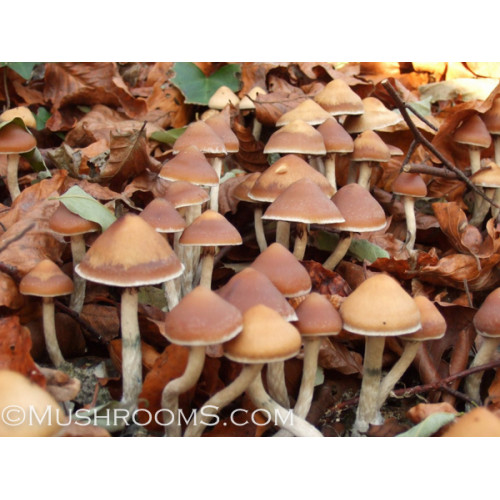 Subay Başvuru sahibi kısıtlamak  Psilocybe Azurescens Mushrooms Spore Syringes