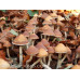 Psilocybe Azurescens Spore Syringe