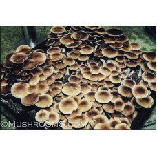 B Plus Cubensis Spore PRINT 