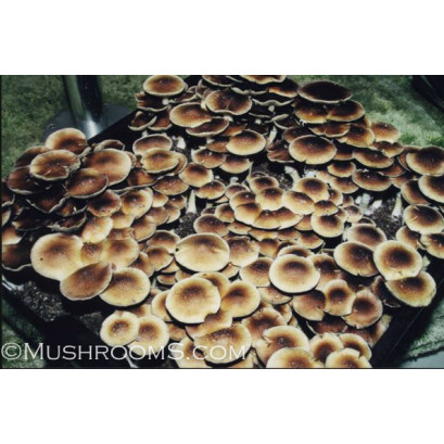 B Plus Cubensis Spore PRINT 