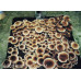 B Plus Cubensis Spore PRINT 