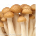 Beech Mushroom Culture Syringe