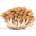 Beech Mushroom Culture Syringe