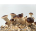 Pioppino Mushroom Culture Syringe