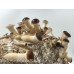 Pioppino Mushroom Culture Syringe