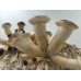 Pioppino Mushroom Culture Syringe