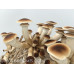 Pioppino Mushroom Culture Syringe