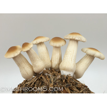 Pioppino Mushroom Culture Syringe