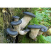 Blue Oyster Mushroom Culture Syringe