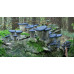 Blue Oyster Mushroom Culture Syringe