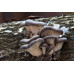 Blue Oyster Mushroom Culture Syringe