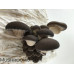 Blue Oyster Mushroom Culture Syringe