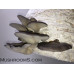 Blue Oyster Mushroom Culture Syringe