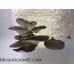 Blue Oyster Mushroom Culture Syringe