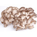 Blue Oyster Mushroom Culture Syringe