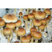 Brazil Cubensis Spore Syringe