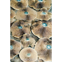 Brazil Cubensis Spore PRINT