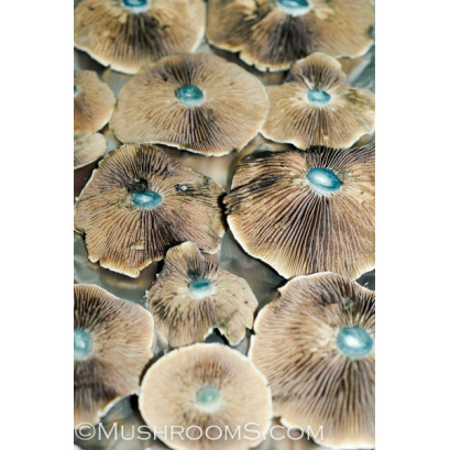 Brazil Cubensis Spore PRINT