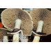 Brazil Cubensis Spore Syringe