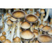 Burma Cubensis Spore Syringe