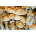 Burma Cubensis Spore Syringe