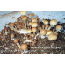 Cambodia Cubensis Spore Syringe