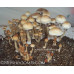 Cambodia Cubensis Spore Syringe